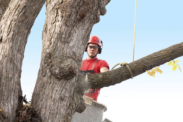 How Our Tree Care Process Works  in  Parsons, TN